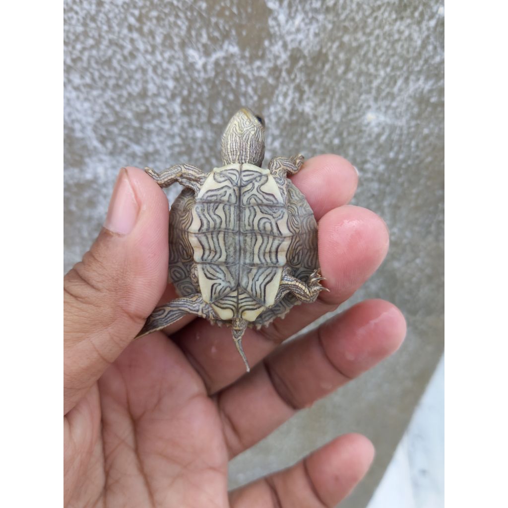 KURA KURA AIR MAP TURTLE 3-4CM