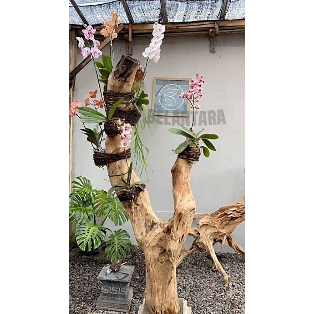 Bonggol Kayu Asli Media Tempel Anggrek+Pot Coran T:100-130cm