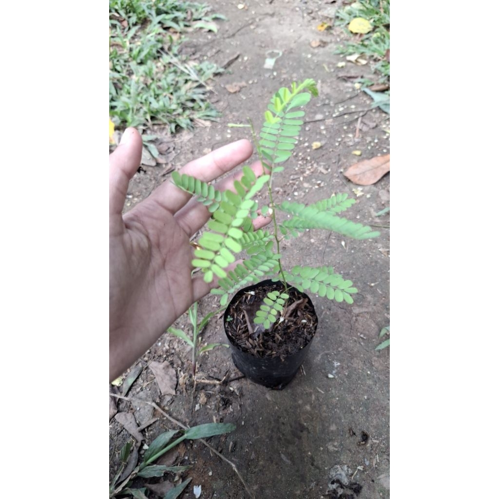 bibit saga pohon saga tanaman herbal.obat batuk