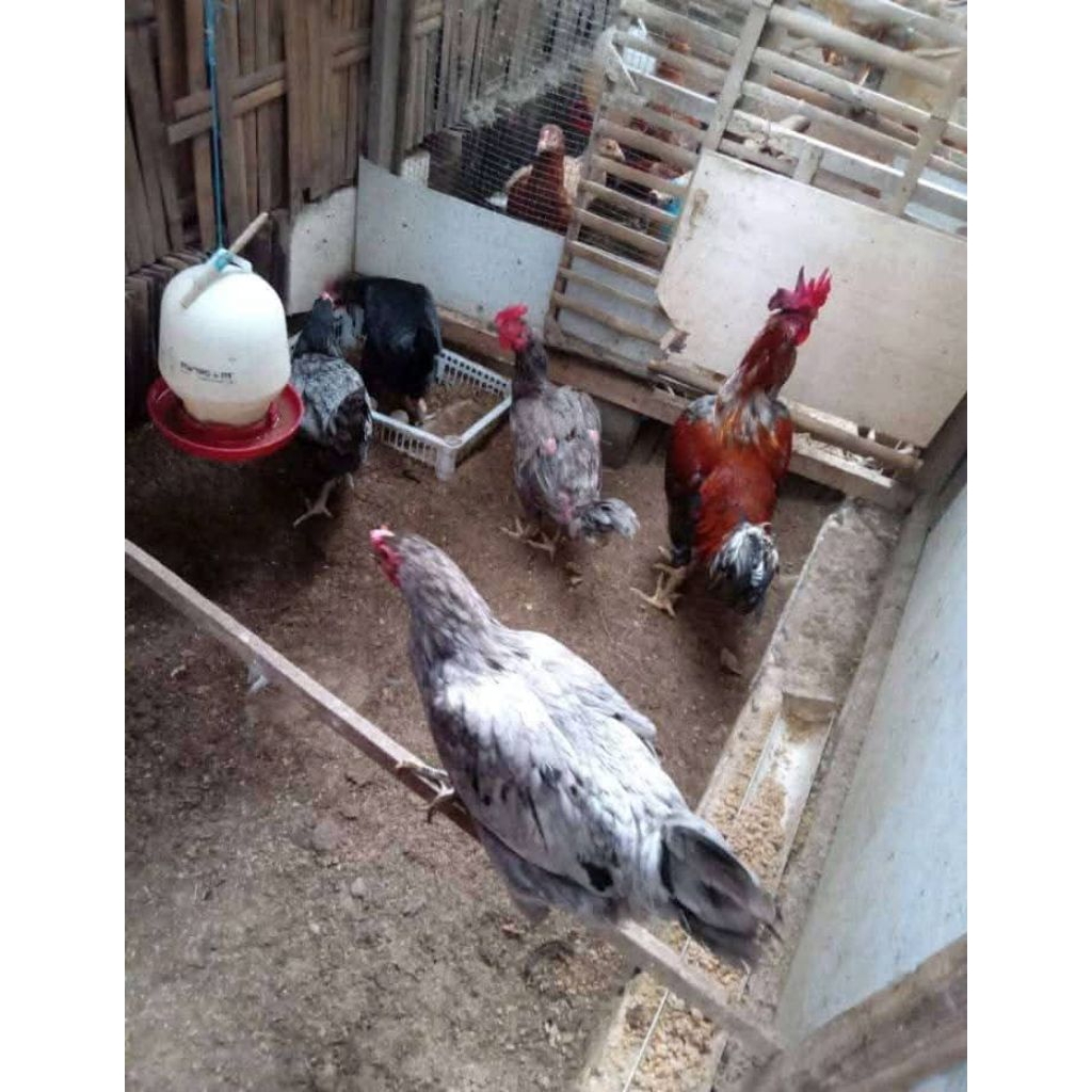 

Telur Fertil Ayam Kub 2 Janaka