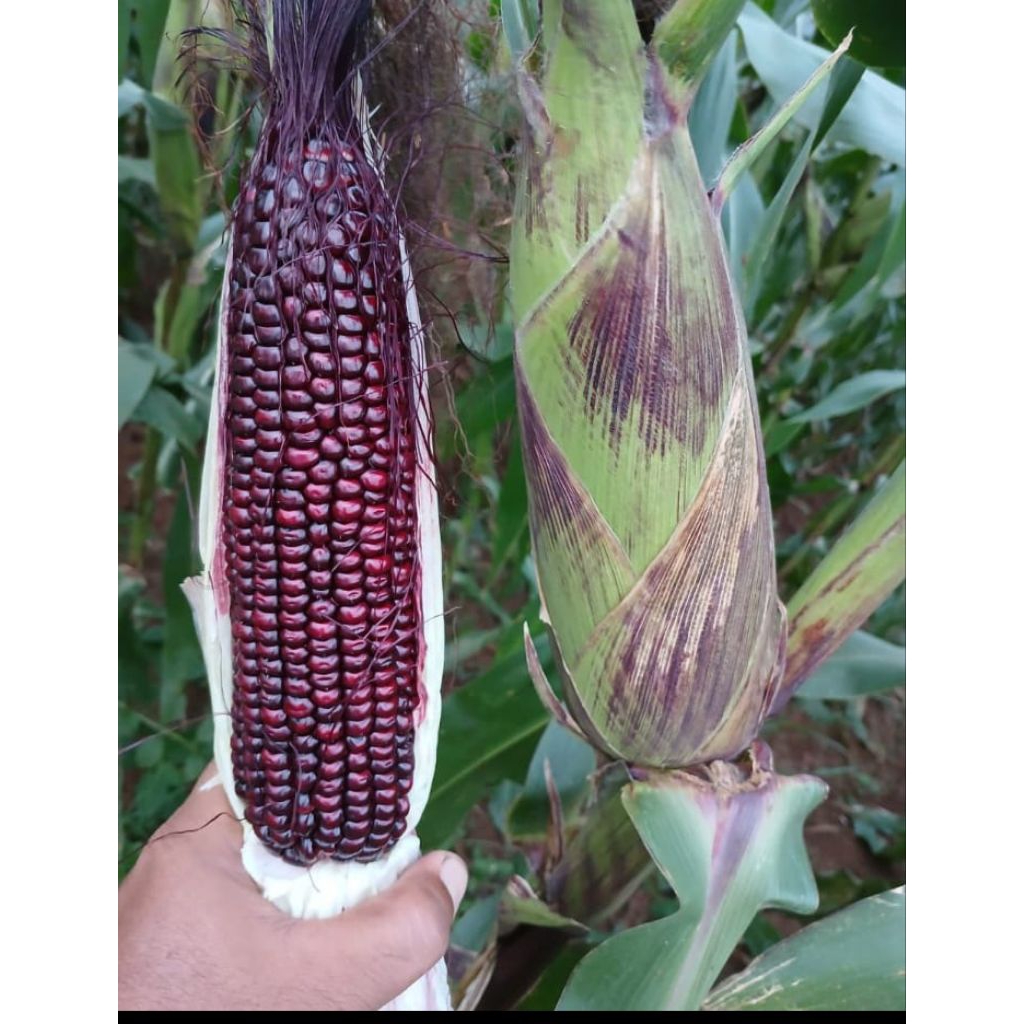 

jagung ungu rendah kalori