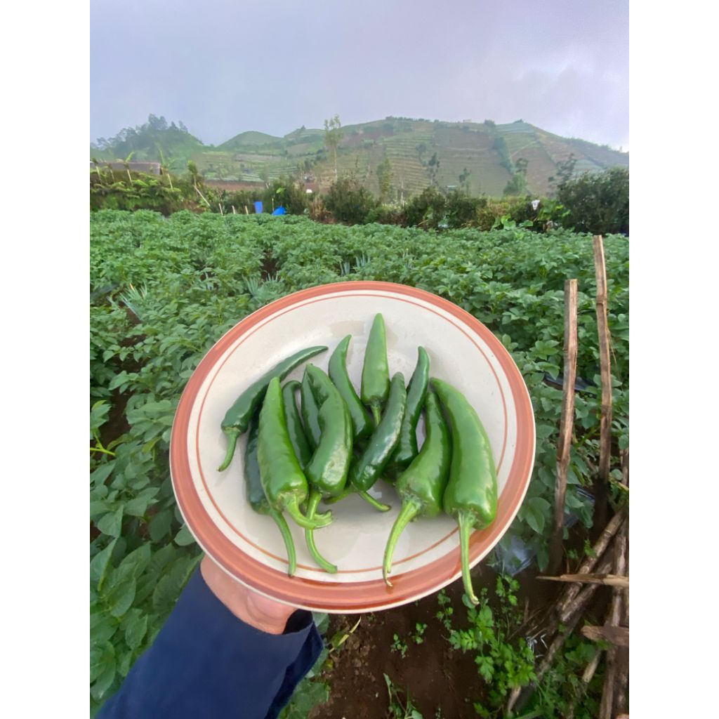 

CABAI JAWA / LOMBOK HIJAU - 500 Gram