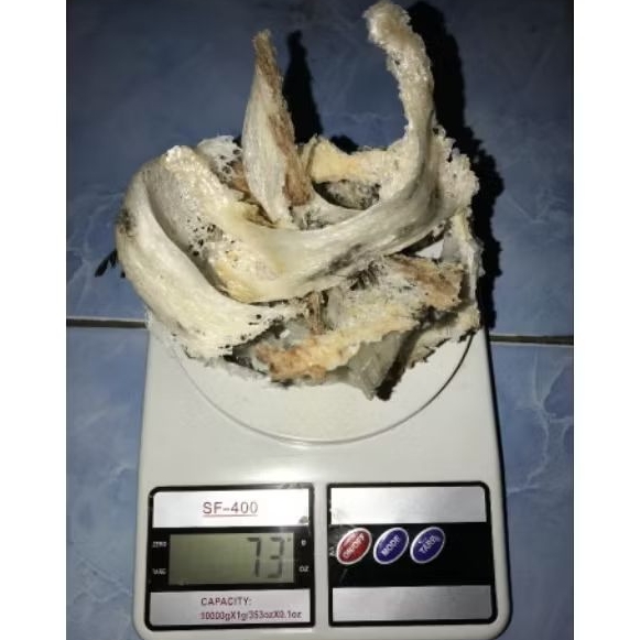 

Sarang Burung Walet Kalimantan Harga Per 1 Gram
