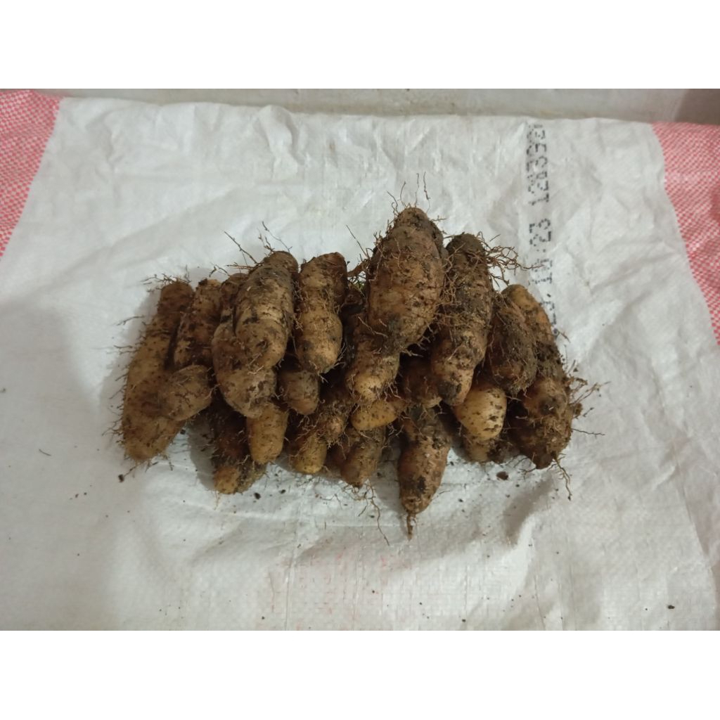 

Gembili Tapak/Teropong 1kg/1000g