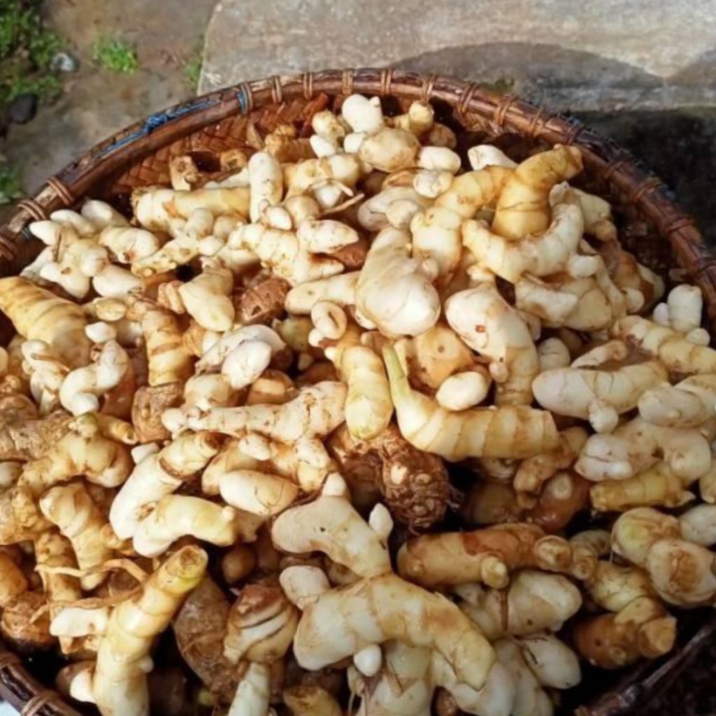 

Kunyit putih 1 kg Muda Untuk Lalap