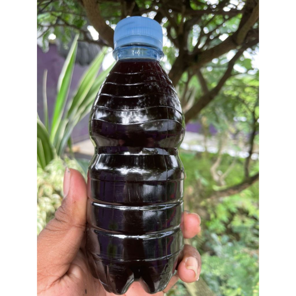 

sari daun Ketapang asli