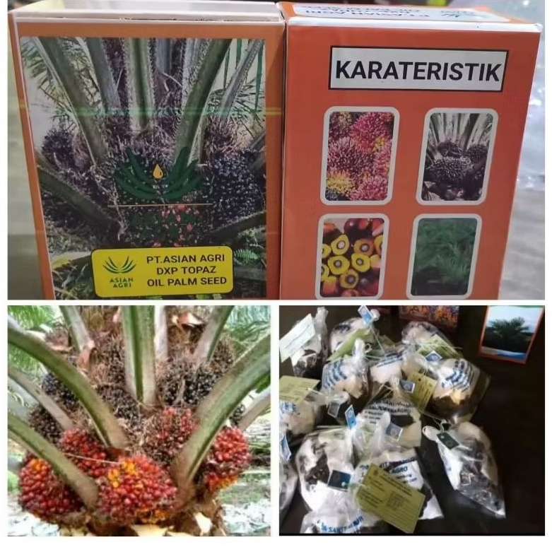 kecambah bibit sawit Topaz unggulan