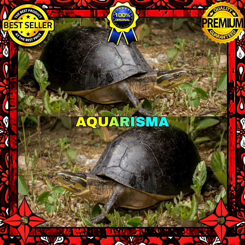 KEBUTUHAN AKUARIUM - KURA AMBON COURA AMBOINENSIS BATOK HITAM 8-9 CM