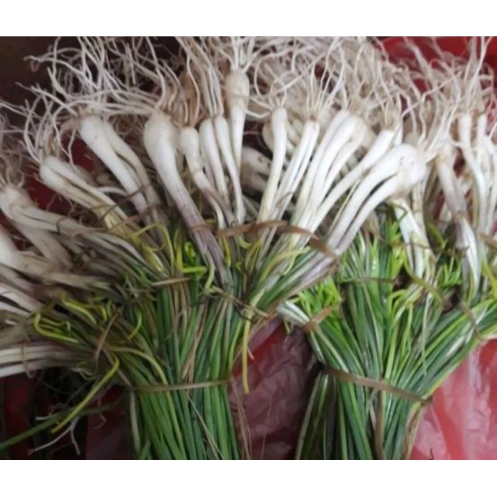 

Sayur kucai segar/ bawang kuncai 500 gram