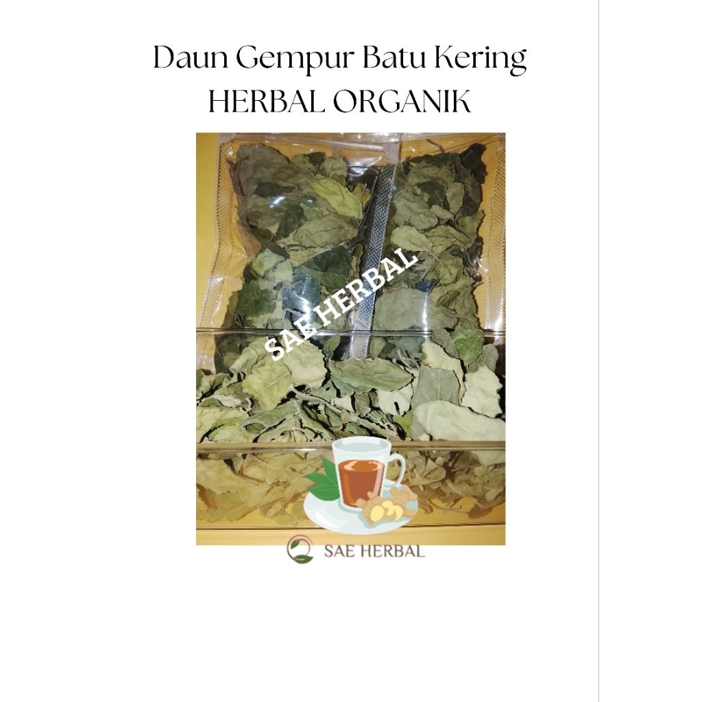 

Daun Gempur Batu Kering Herbal Organik|| SAE Herbal