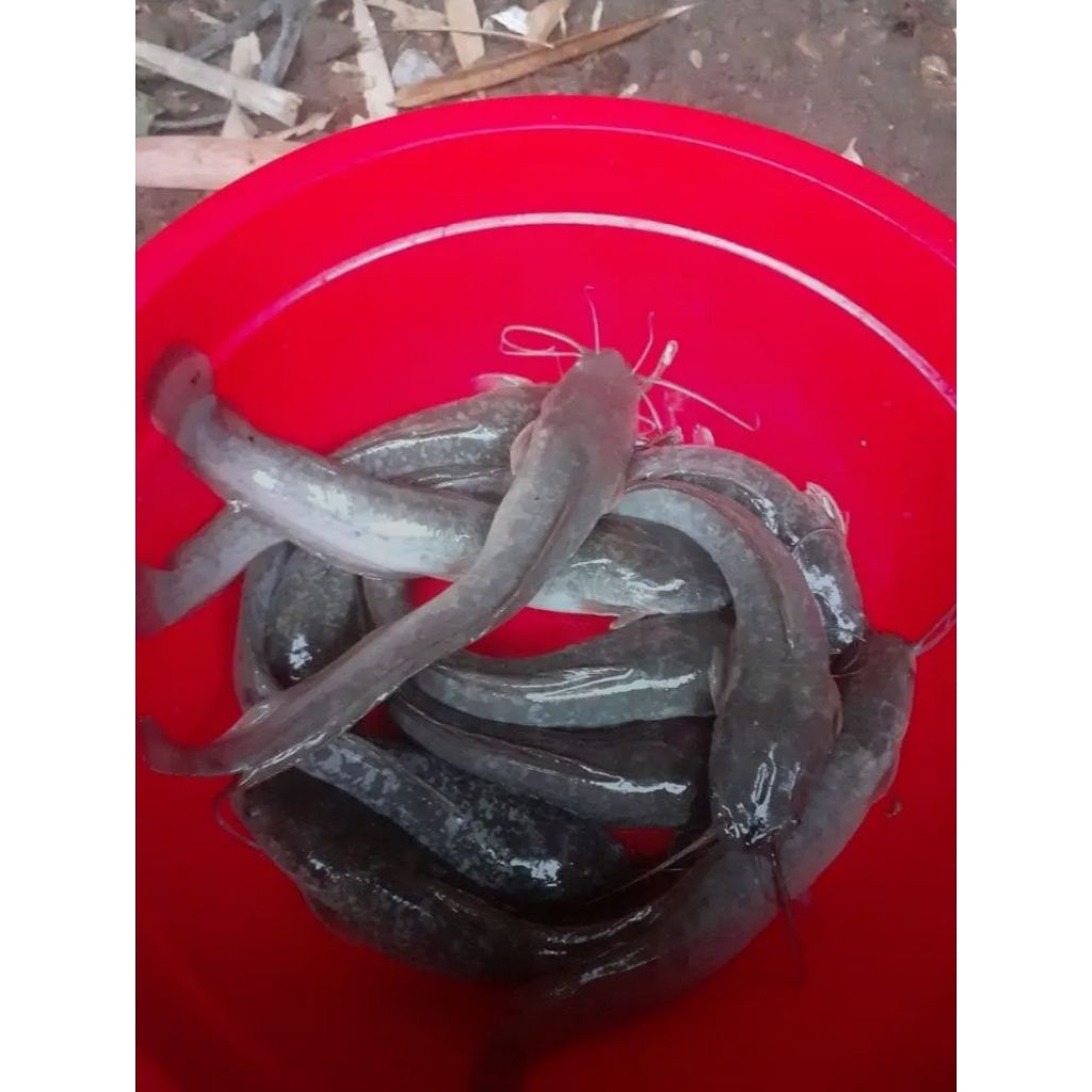 

LELE HIDUP 1 KG BERKUALITAS