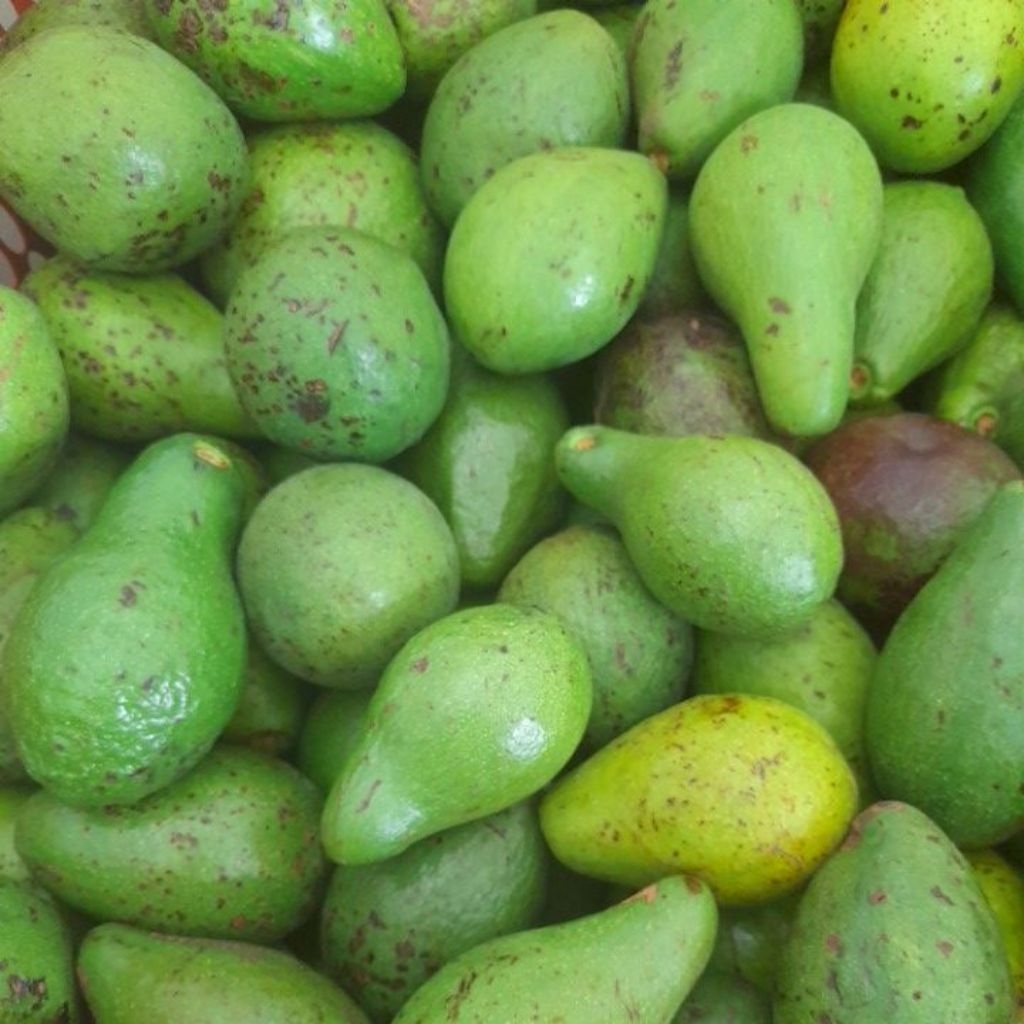 

ALPUKAT MENTEGA ASLI LAMPUNG