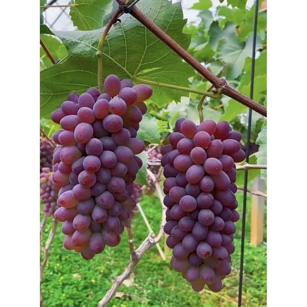 

BERGARANSI-bibit anggur import jupiter (VALID)