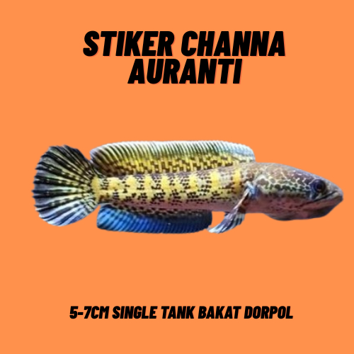 STIKER CHANNA AURANTI GRADE A+ 5-7cm SINGLE TANK FULL PELET BAKAT GONDRONG FULL RIM