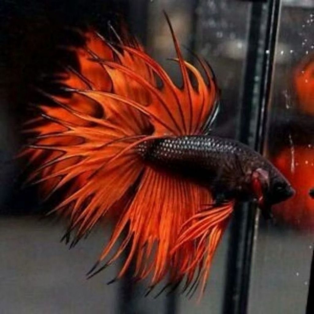 IKAN CUPANG JENIS JARUM PAKET 2EKOR