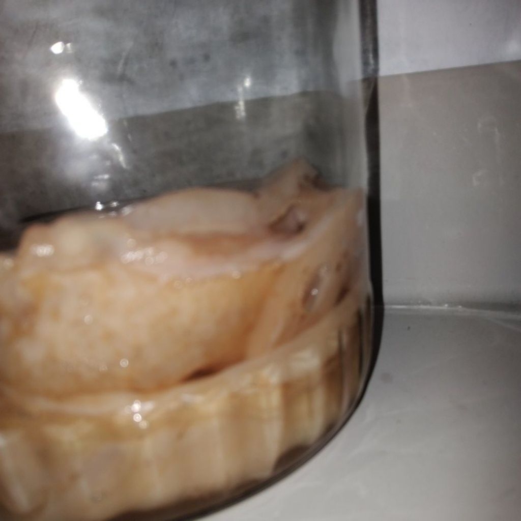 

Scoby/Jamur Dipo Murah