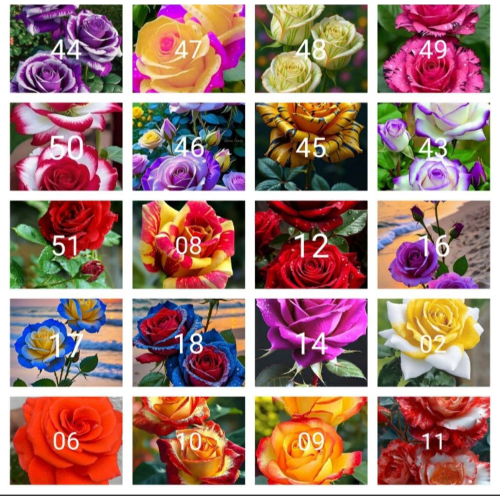 Tanaman hias bunga mawar paket 20 jenis2x bunga