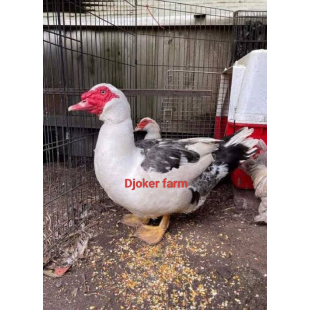 

telur fertil entok jumbo bisa di tetaskan