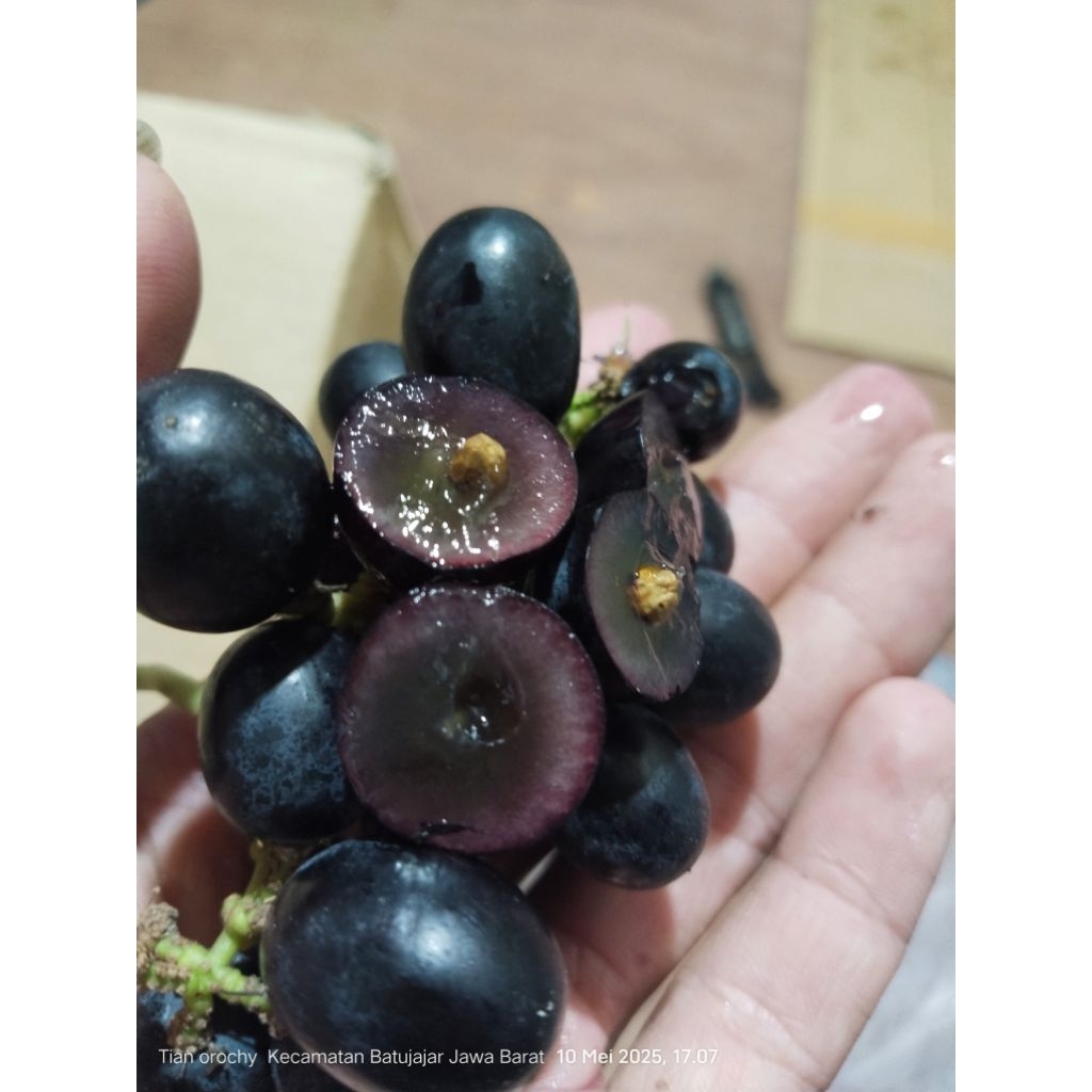 

bibit anggur import jungker