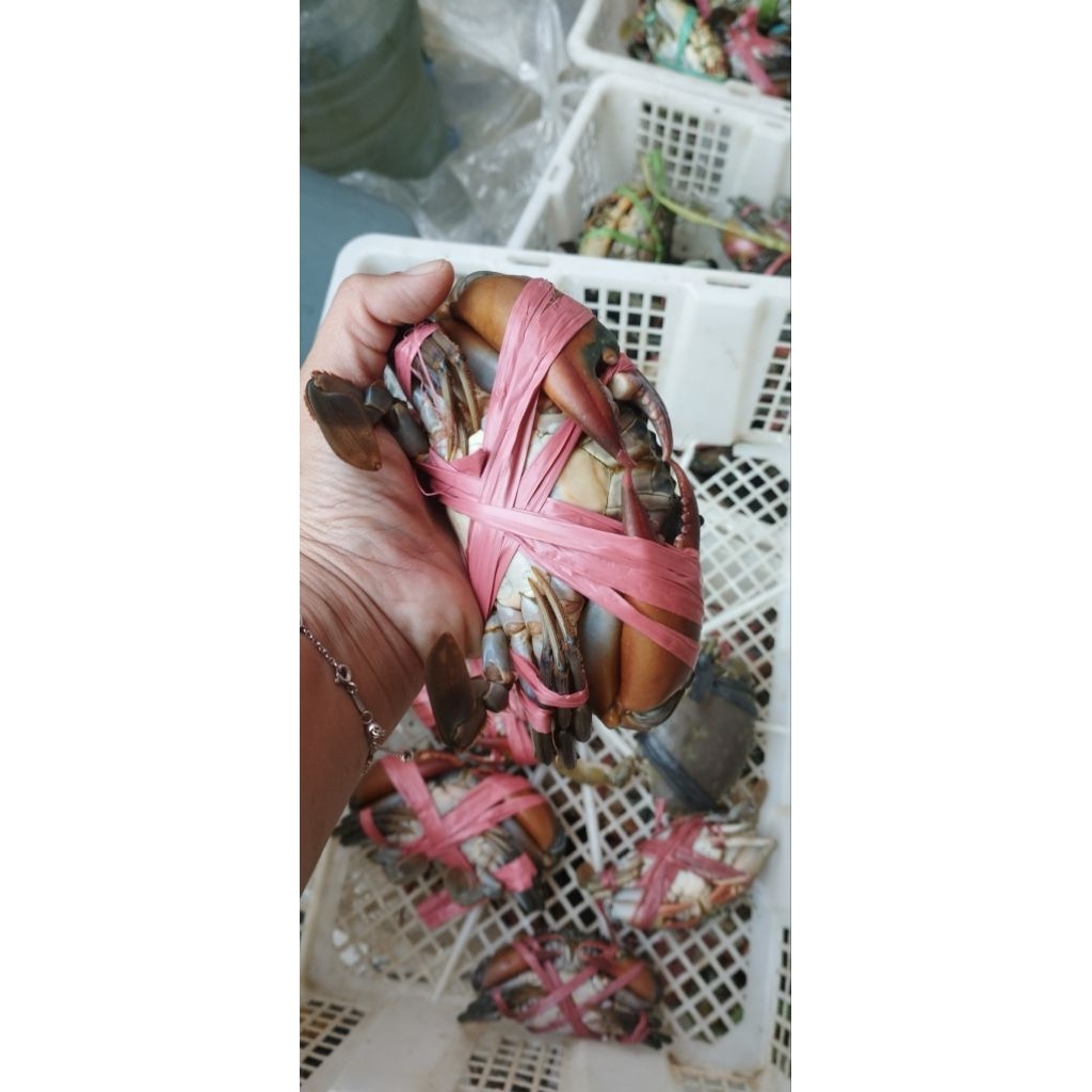 

KEPITING MANIS GURIH ASIN SIZE 6-7 YUM