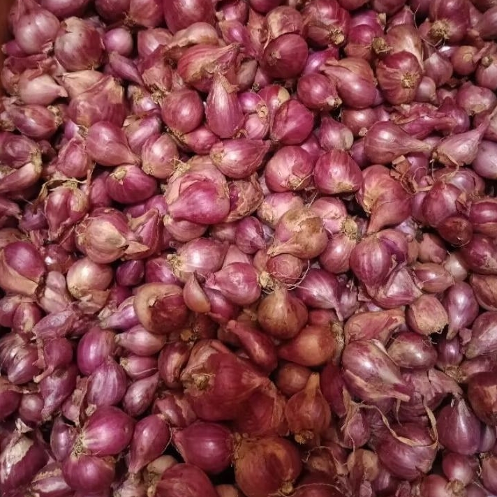 

BAWANG MERAH PROBOLINGGO UKURAN SEDANG