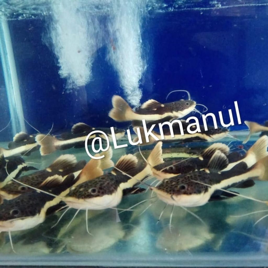 Ikan RTC Red Tail Catfish Baby