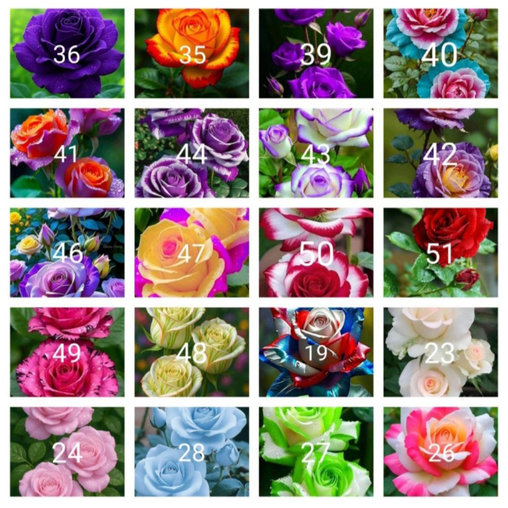 Tanaman hias bunga mawar paket 20 jenis2x bunga