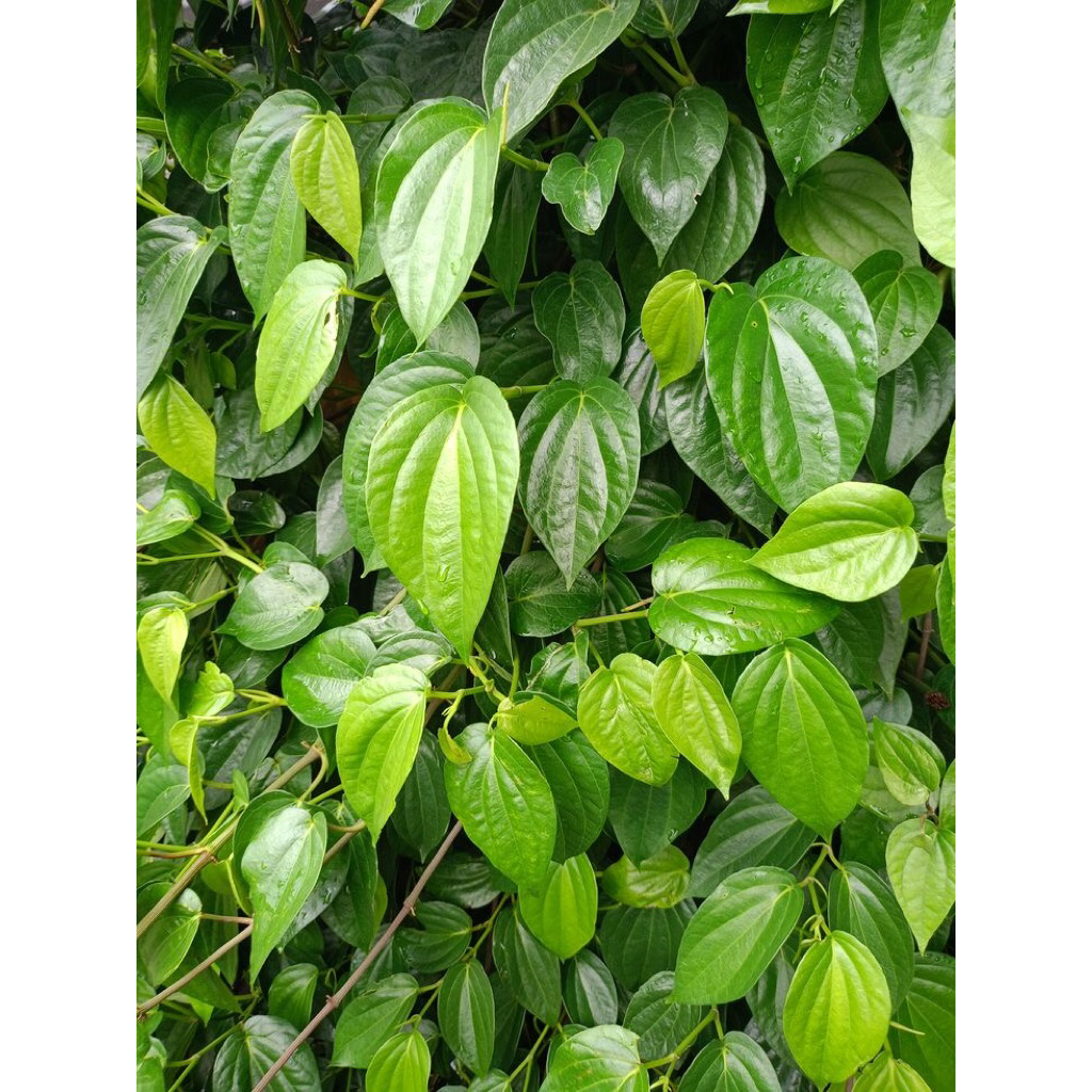 

Daun sirih/ Daun fress dipetik langsung kirim