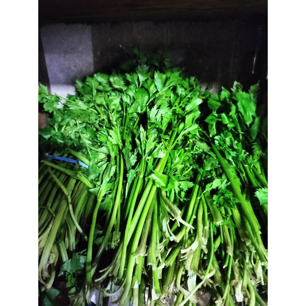 

KIRIM INSTAN I Seledri 1 Kg