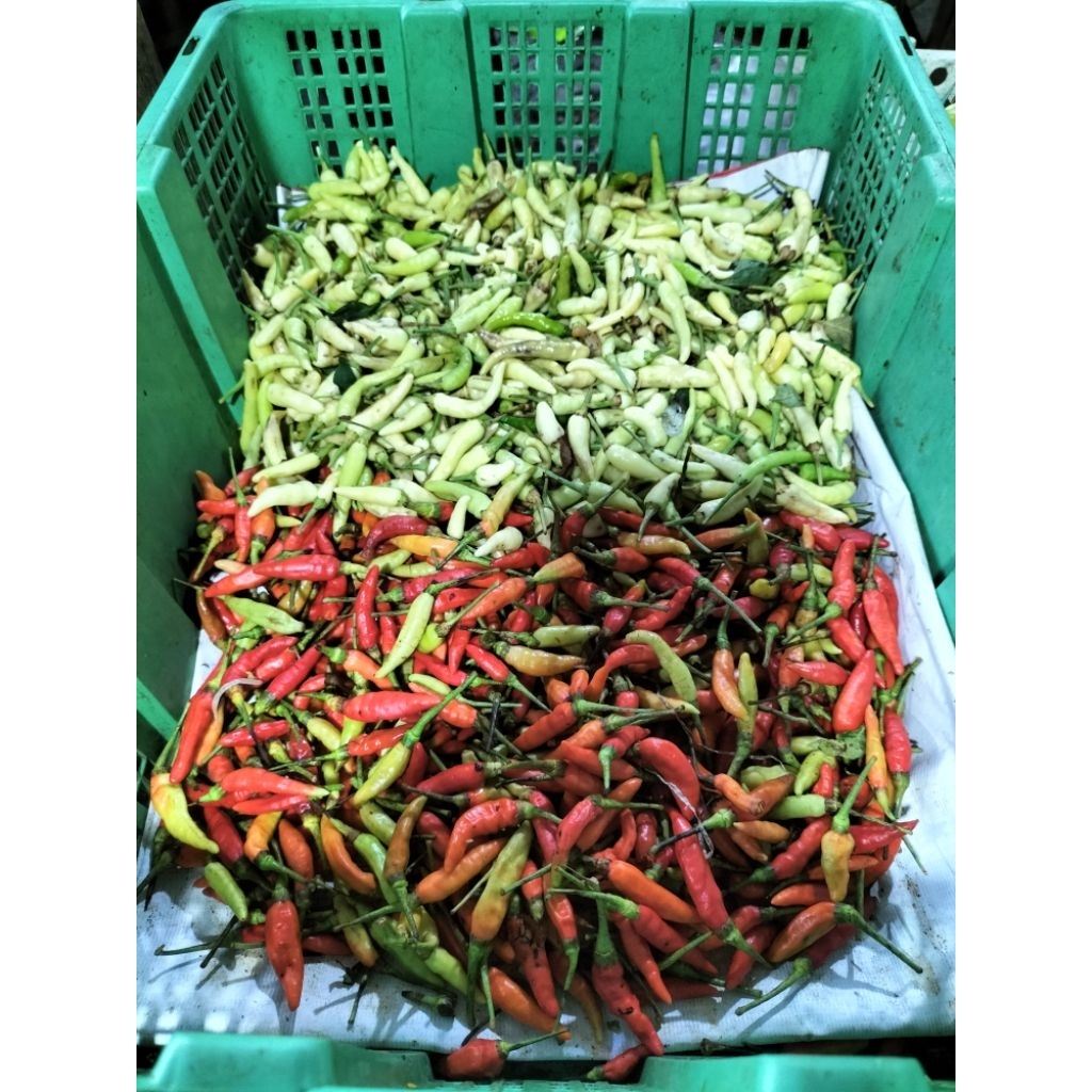 

KIRIM INSTAN I Cabe Rawit 1 Kg