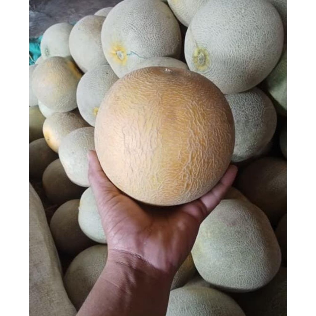 

Melon Madu Perglundung