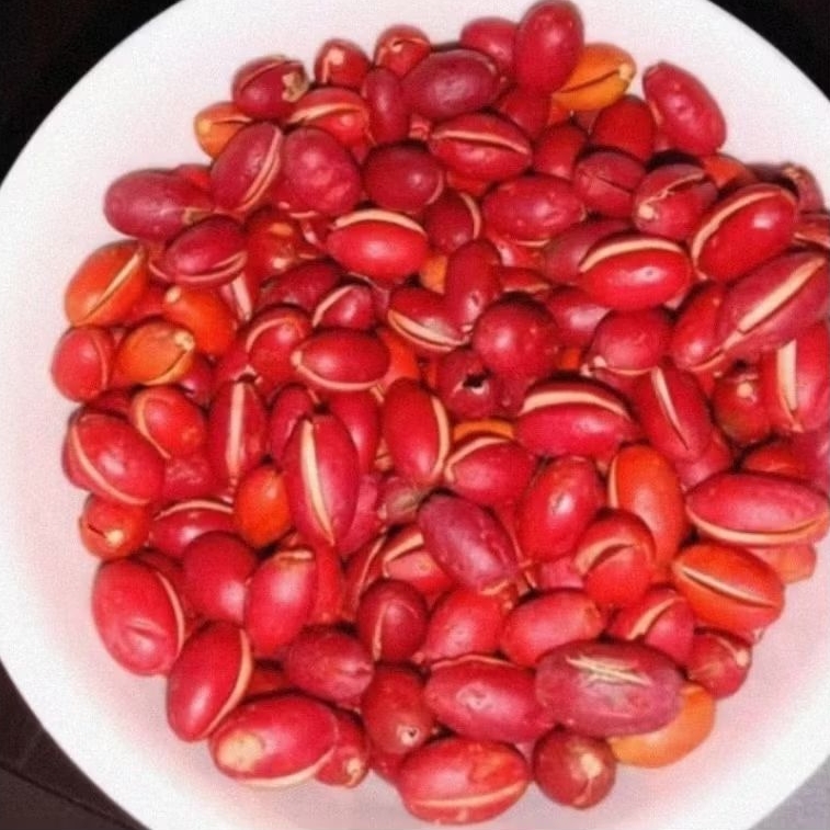 

KULIT MELIJO SEGAR DI KIRIM DARI BANTEN KULIT BUAH MELIJO MURAH TANGKIL MLINJO MALINJO