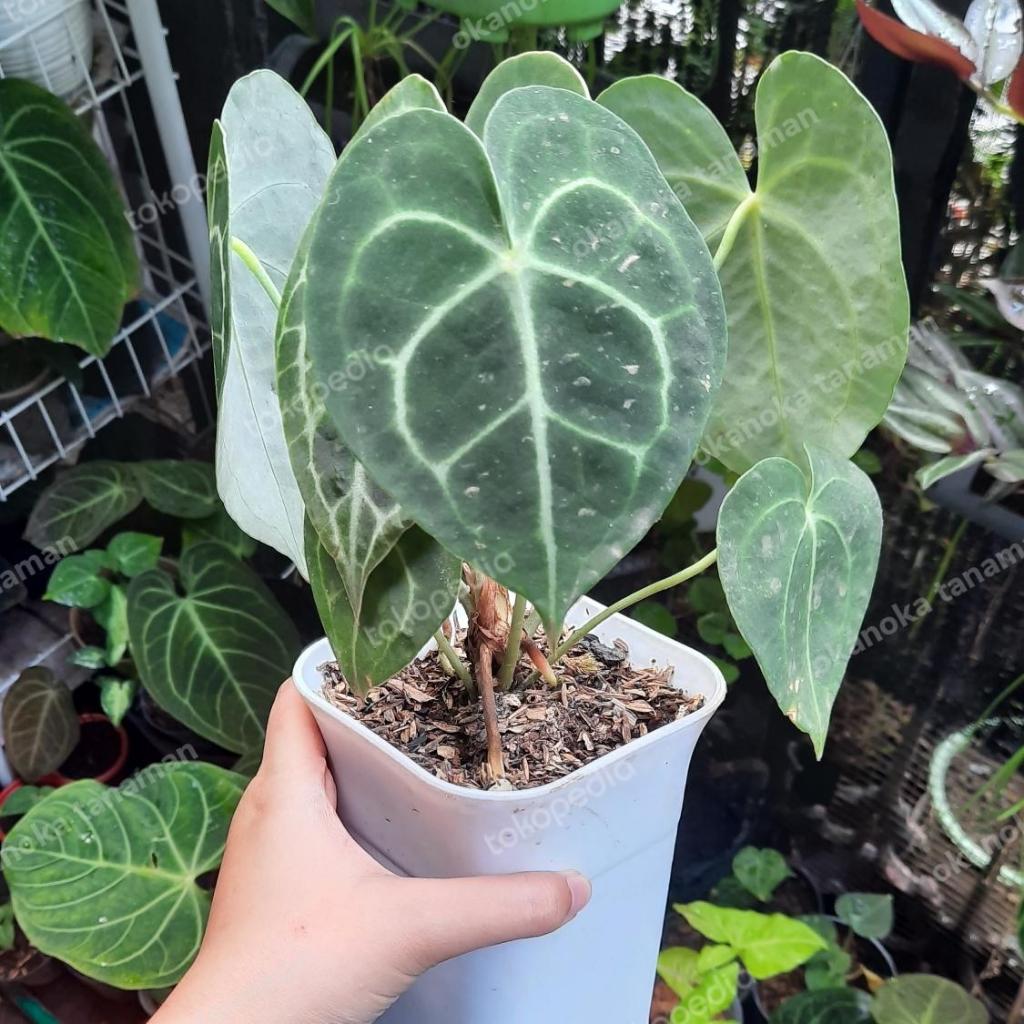 Anthurium Clarinervium Kuping Gajah Tarantula Karet