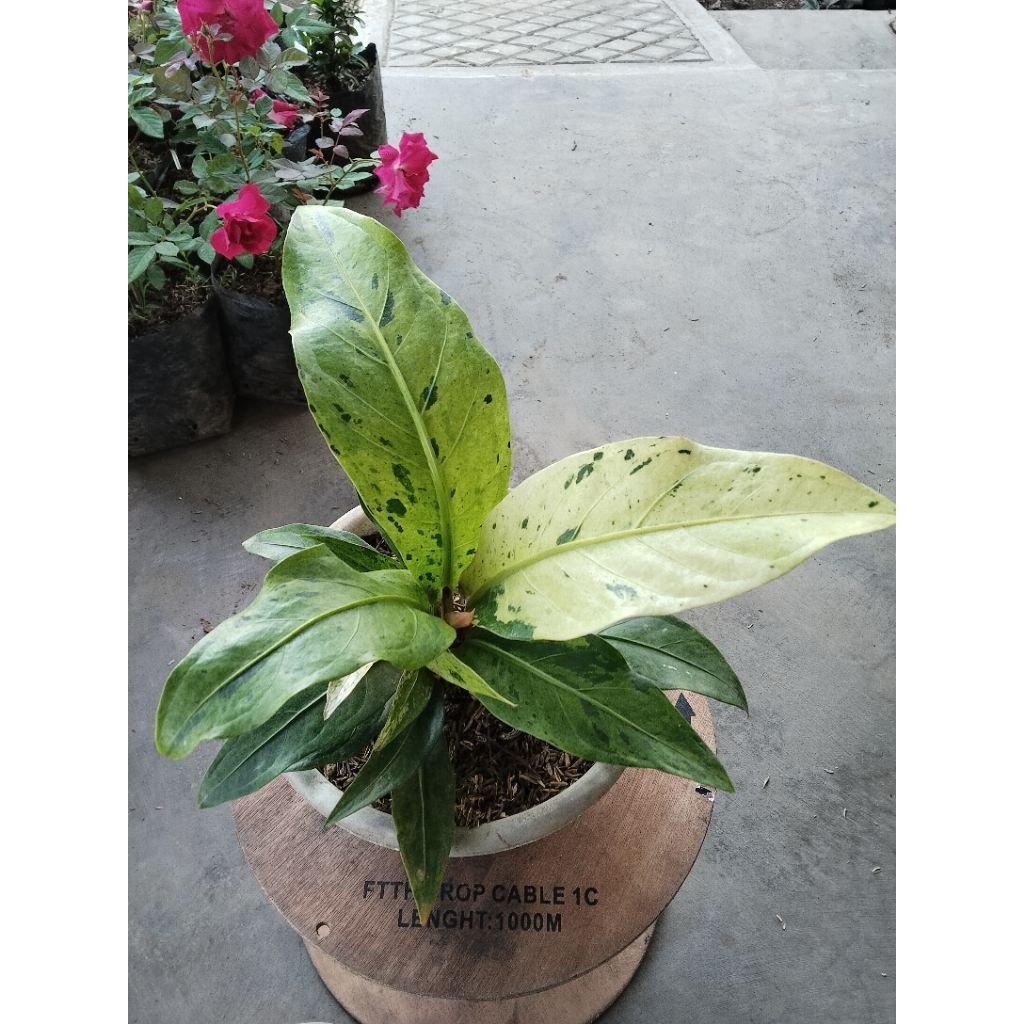 hokeri var volkadot tanaman bunga hiass