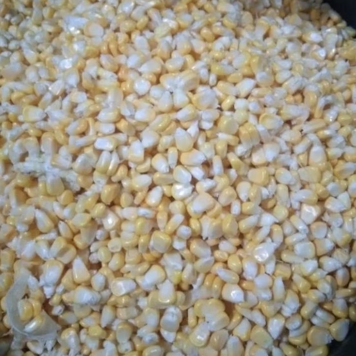 

Jagung manis pipil murah