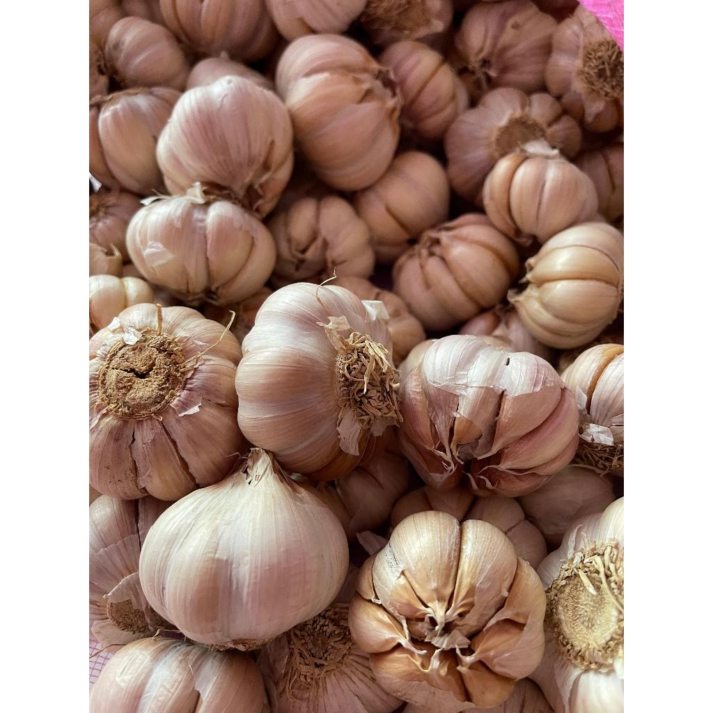 

BAWANG PUTIH BIASA BERKUALITAS READY 0.5 kg - 2 kg