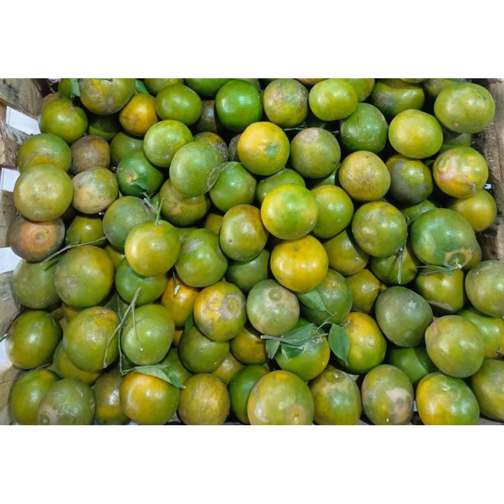 

Jeruk Siem Madu manis 1 Kg