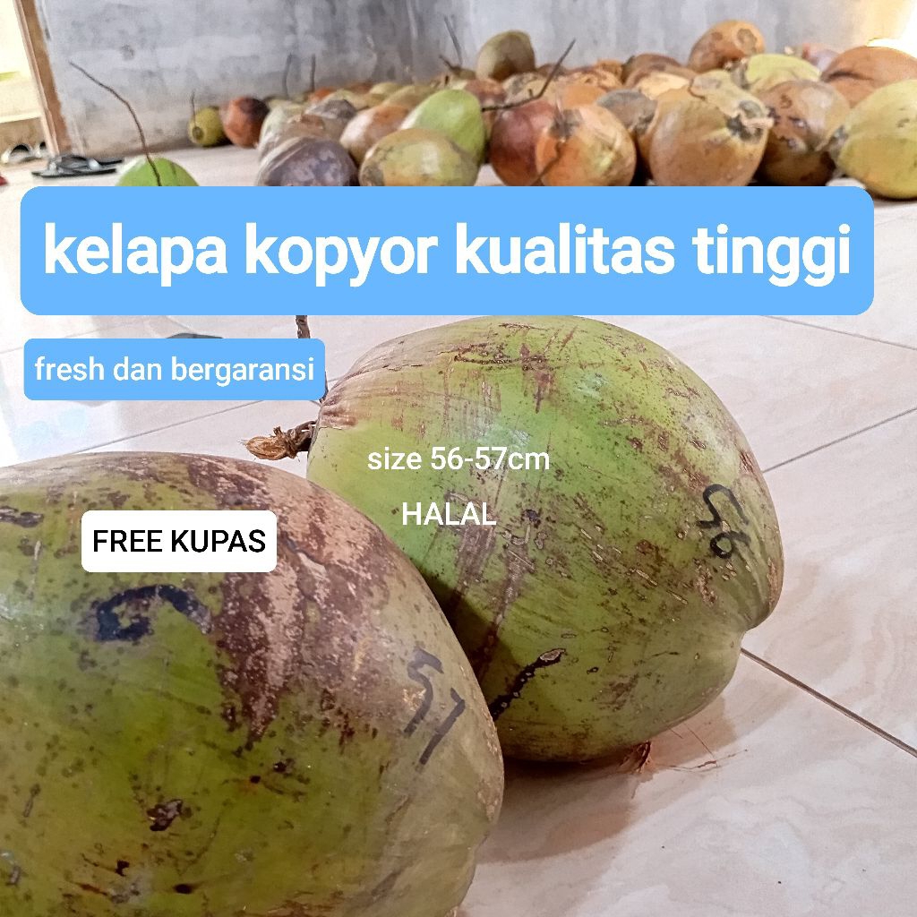 

kelapa kopyor kualitas tinggi size 55-57cm, dijamin fresh dan bergaransi