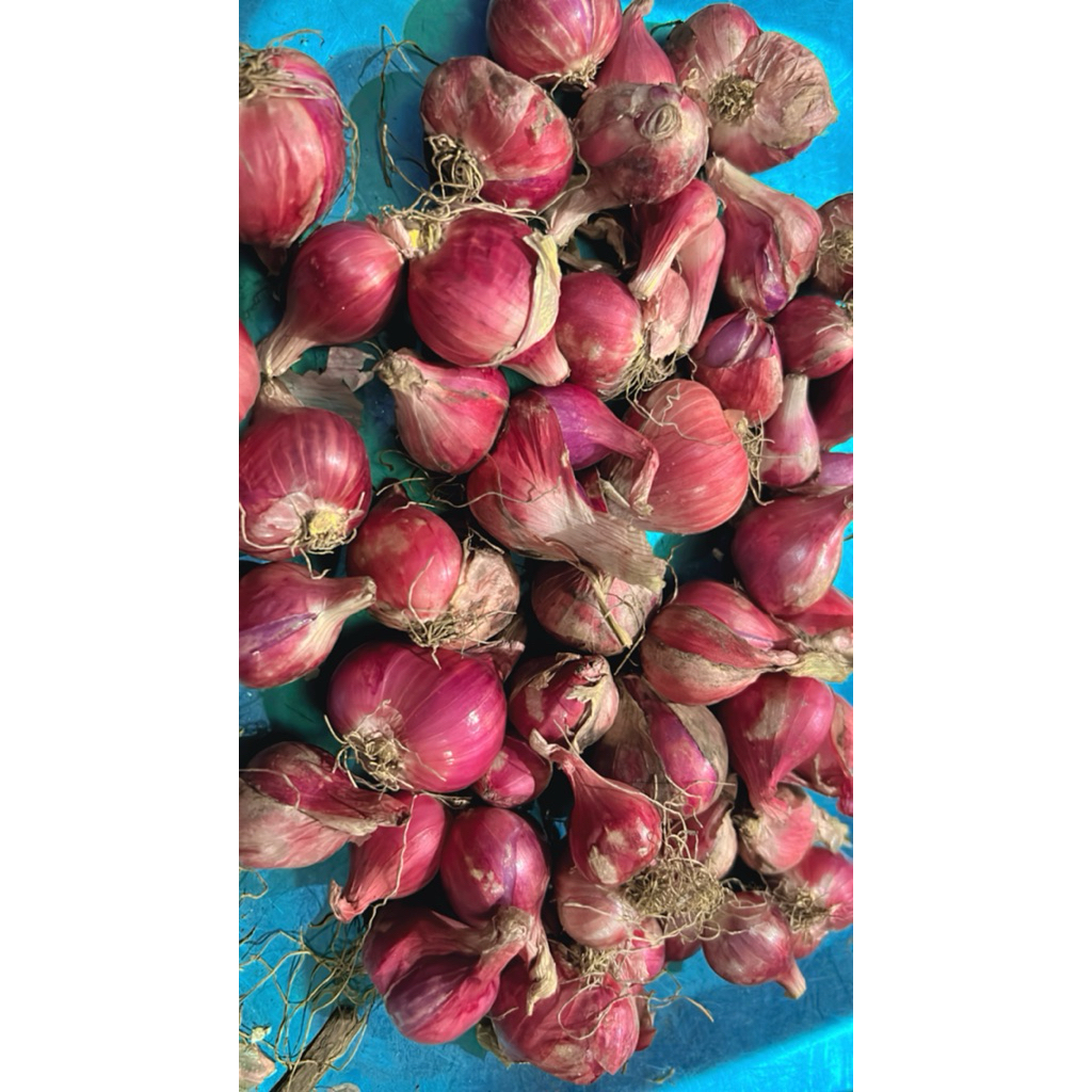 

Bawang Merah Probolinggo super 1kg murah