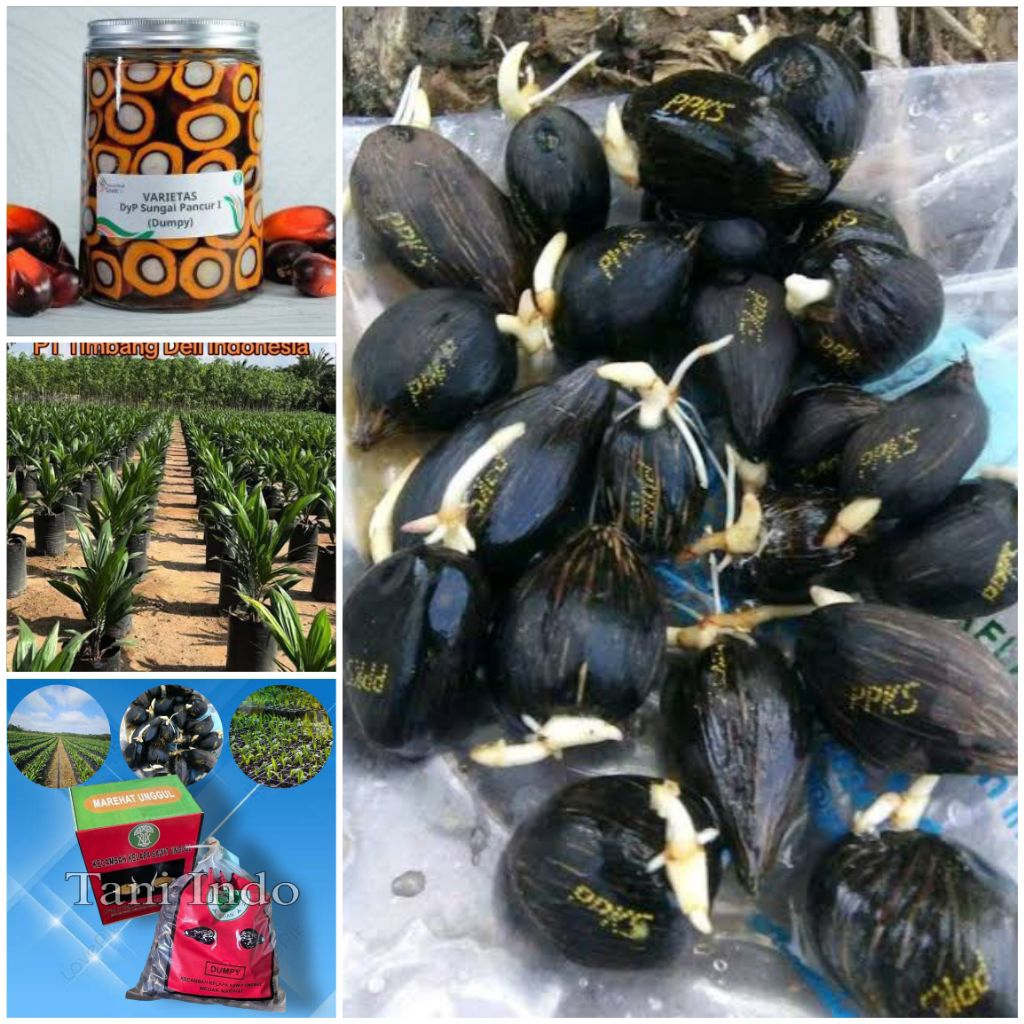 bibit kecambah kelapa sawit unggul berserifikat