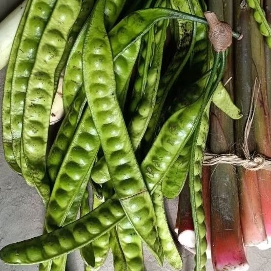 

Petai / Pete 1 Papan / 1 Lonjor Fresh Asli Tegal