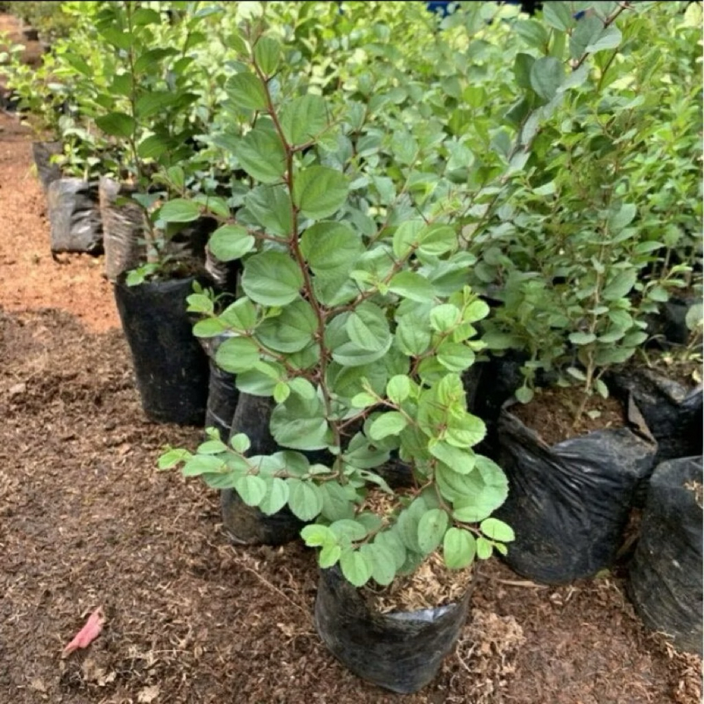 Tanaman Bidara Arab asli / Tanaman Bidara Arab / Bidara Arab Murah