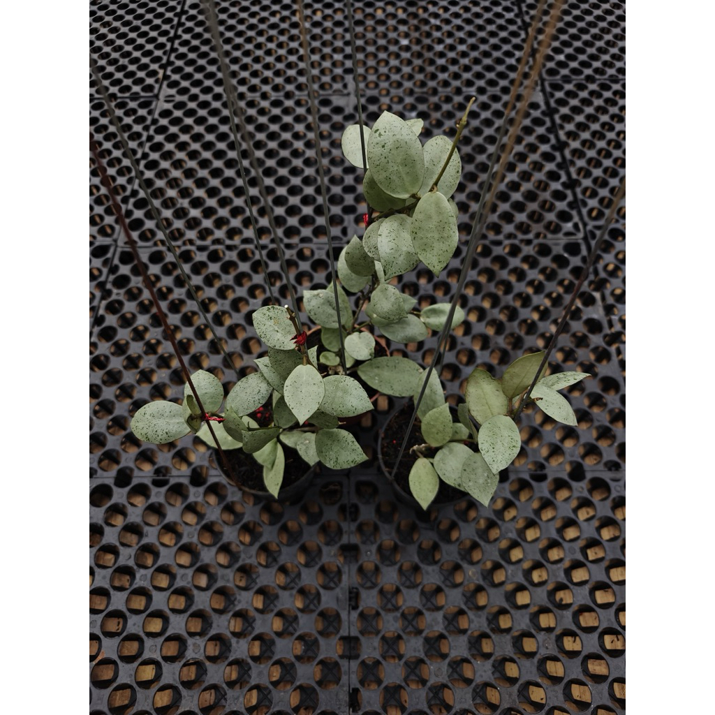 Hoya lacunosa silver mint