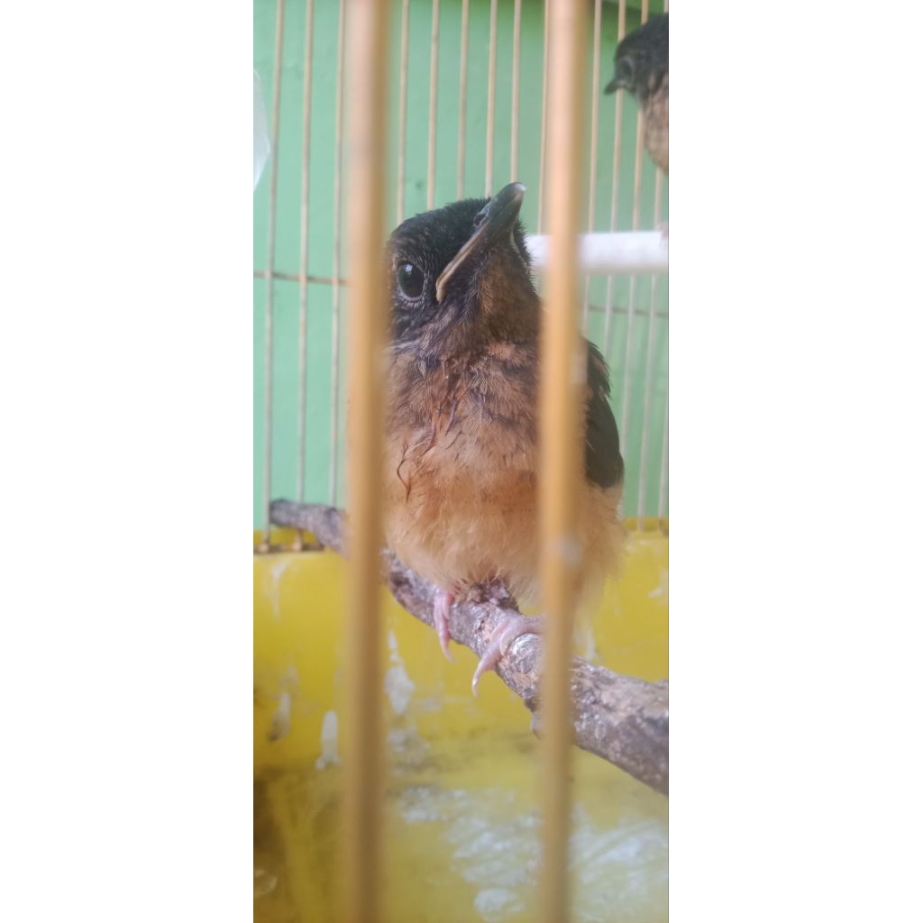 murai batu betina lolohan