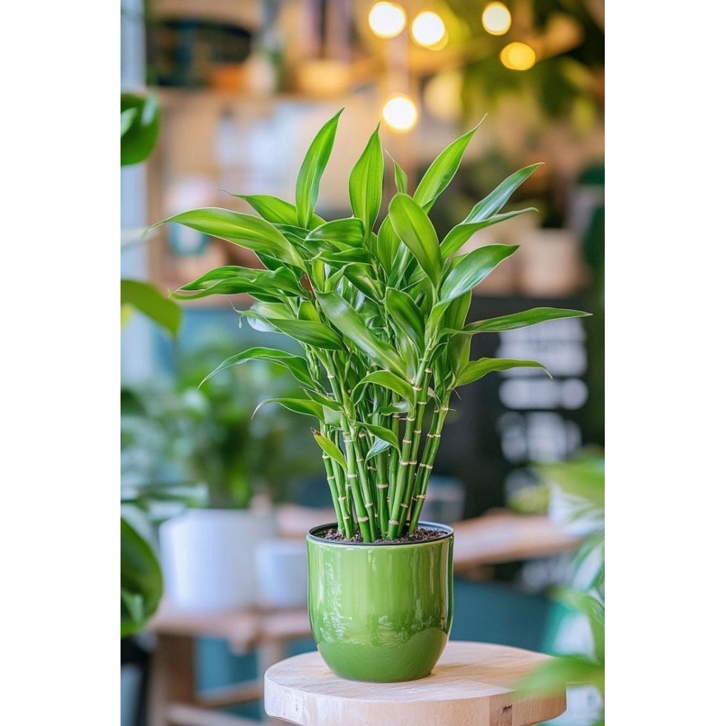 MURAH Tanaman hias Sri rejeki hijau / Sri rejeki hijau unik terlaris