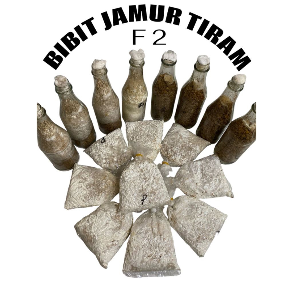 

JAMUR TIRAM