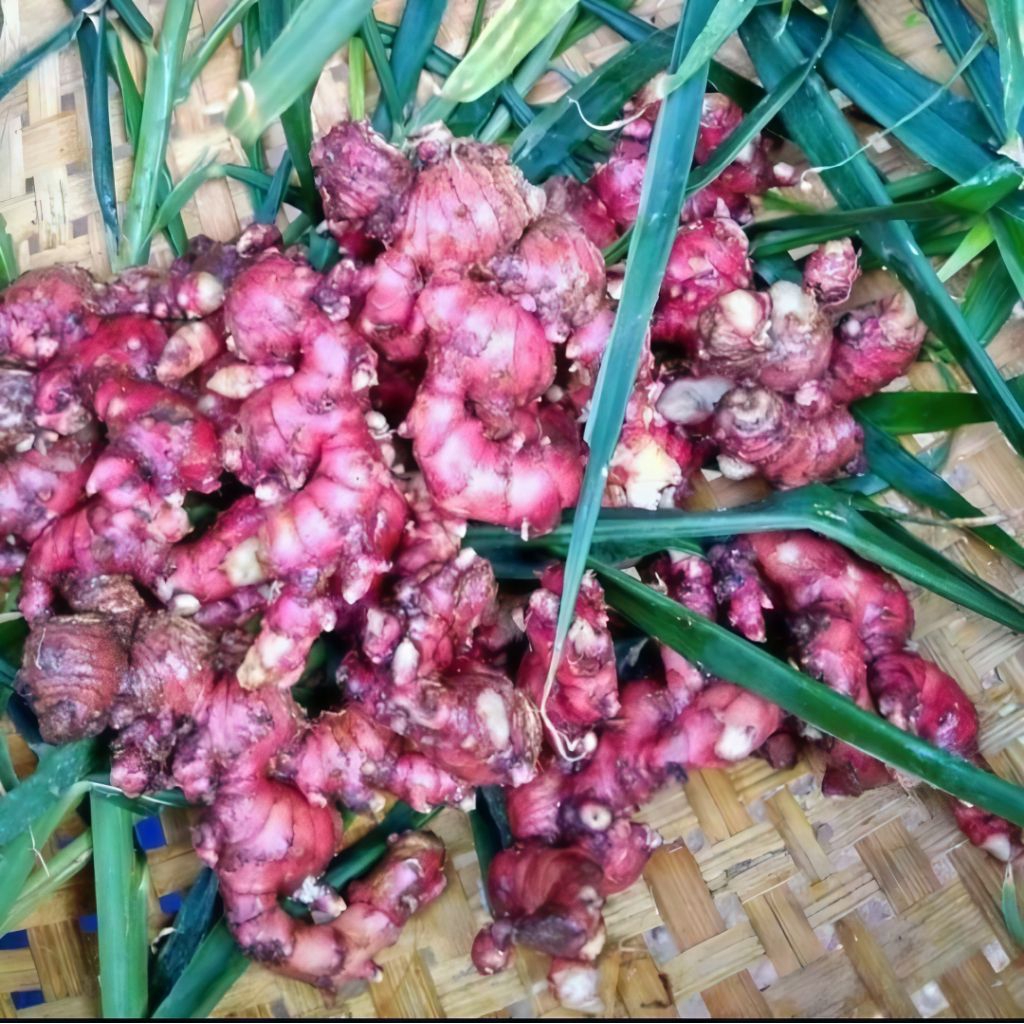 

Jahe Merah Super/500gram - 1 kg bersih tanpa tanah (diambil saat mau dikemas)