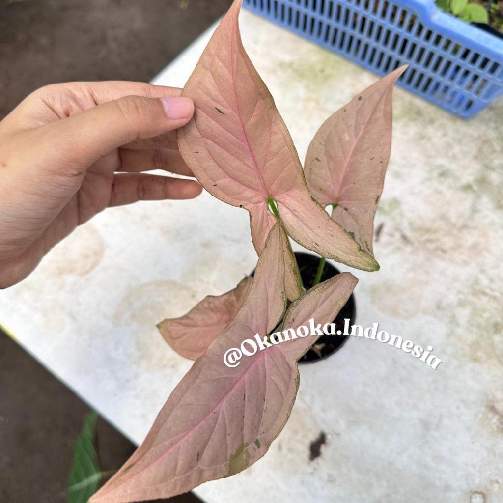 Syngonium Pink Emerald warna daun Pink dan Hijau