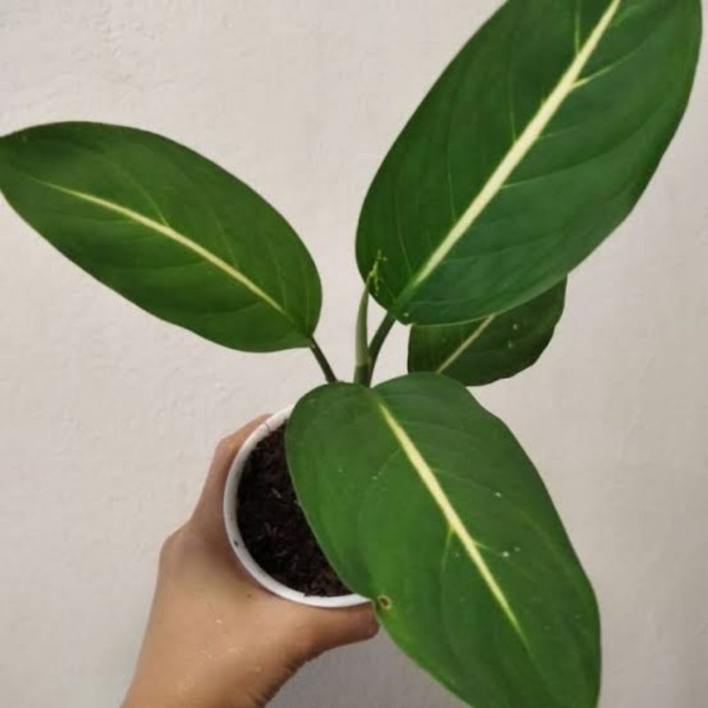 Diven Neon Remaja Aglonema Diven Neon Mirip Diven Gurita