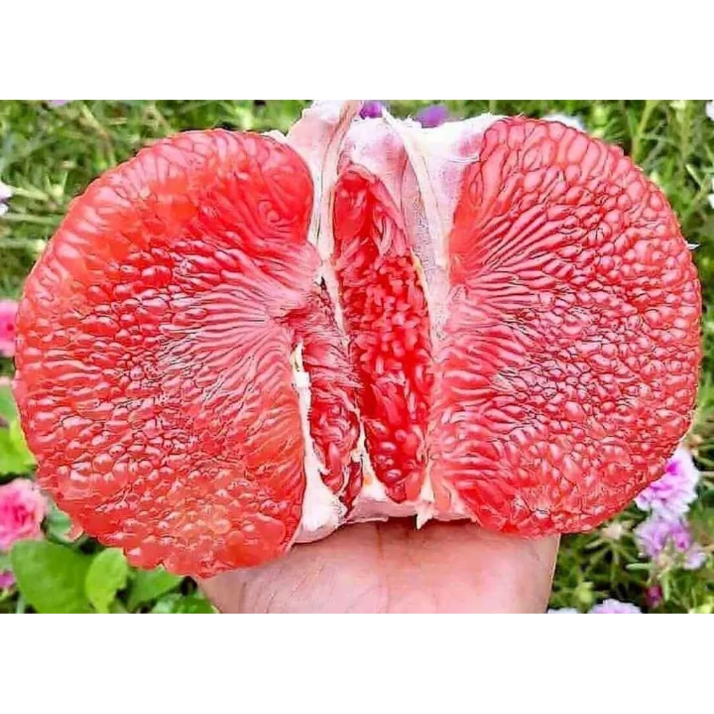 

JERUK BALI MERAH MANIS PREMIUM